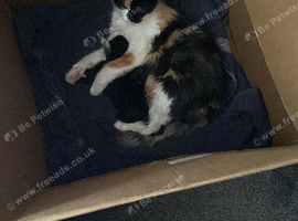 Calico kittens