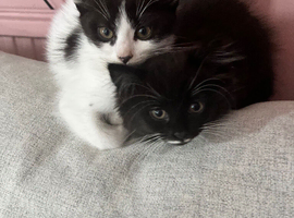 Kittens ready for new home