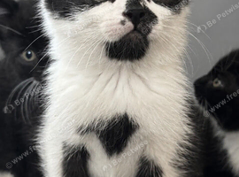 Beautiful kittens
