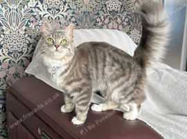 Missing Cat - Carnoustie, Westhaven Park