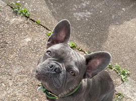 1yr old French bulldog
