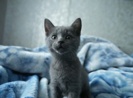 British shorthair