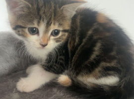 Kittens for sale