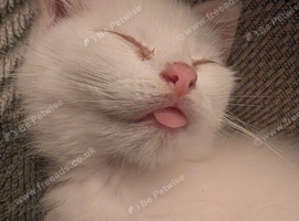 2 white and 2 black kittens