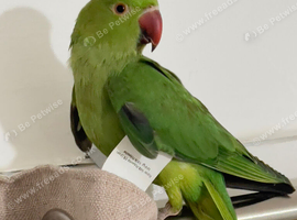 Stunning young Indian ringnick parrot