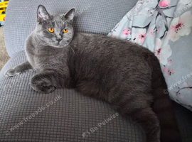 Dottie BSH