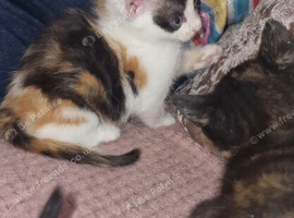 Kittens for sale