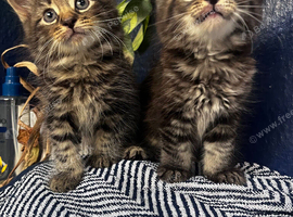 Beautiful litter of tabby kittens