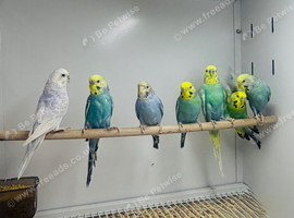 Baby budgies