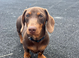 6 month old  dachshund puppy