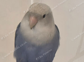 Tamed Peachfaced female lovebird