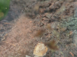 Baby giant african land snails