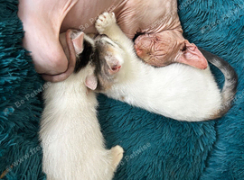 Beautiful sphynx cross kittens