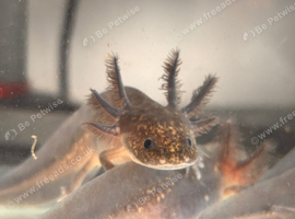 Beautiful black melenoid axolotls.