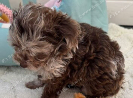 Miniature Japanese poodle