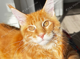 Beautiful Maine Coon Kittens