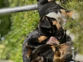 4 beautiful puppies