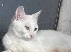Stunning Turkish Angora Female