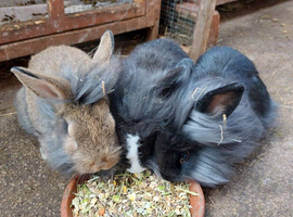 Male lionhead cross rabbits
