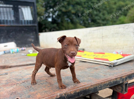 Patterdale terrier