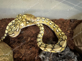Super dwarf platinum tiger het snow reticulated python
