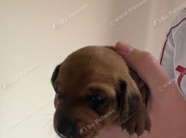 Miniature dachshund puppies