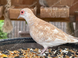 Diamond Doves for sale