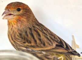 Linnet mule
