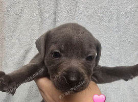 7 Beautiful Blue Staffies