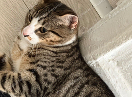 Kitten