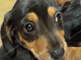 2 female black tan dachshund for sale
