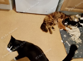 Kittens for sale sunderland
