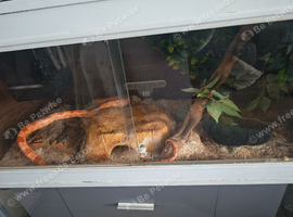 Corn snake