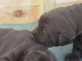 Chocolate Labrador puppIes