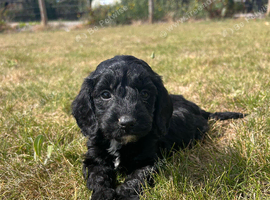 4 black cockapoo puppies available, boys and girls. Ready to leave 08/08