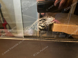 B&W Argentine Tegu