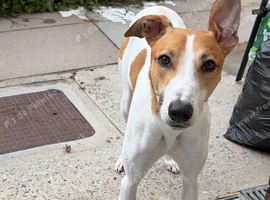 Dog for rehome