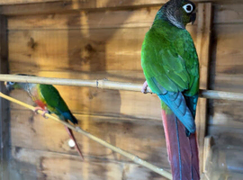 Two bonded GCC aviary birds