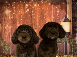 2 shihpoo girls must go together! priced for both