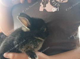 Netherland dwarfs bunnies 3 girls 1 boy