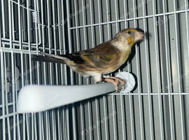 Cock Goldfinch mule