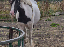 10 year old 12hh