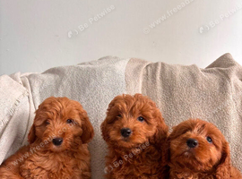 BEAUTIFUL FOX RED CAVAPOOs