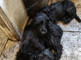Temperament assessed, part trained Labradoodle boy puppies.