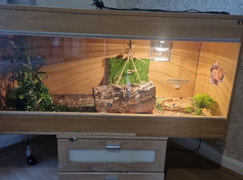 Bearded dragon
