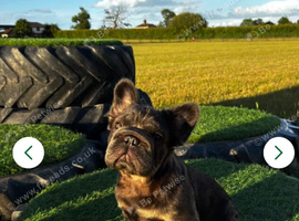 Rope nose fluffy French bulldog
