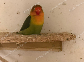 Various colours of love birds