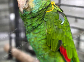 Proven male Amazon Barbadensis
