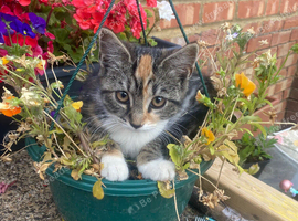 Amazing girl looking for a new home