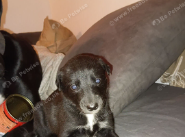 Gorgous saluki bull gray x lurcher